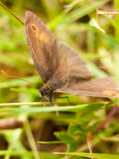 Close-up of butterfly on plant