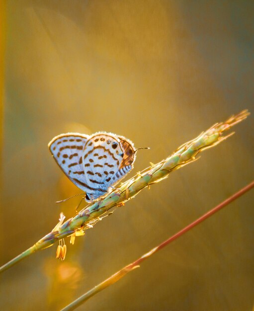 Close-up of butterfly on plant