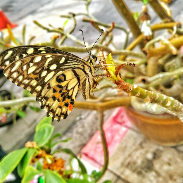 Foto prossimo piano di una farfalla sulla pianta