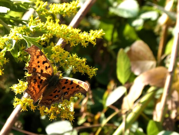 Foto prossimo piano di una farfalla sulla pianta