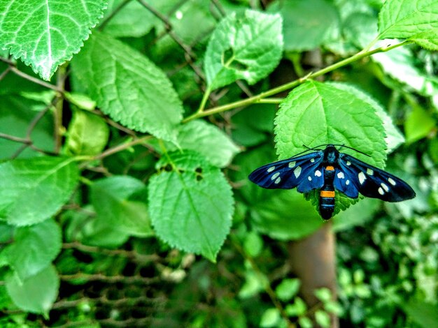 Close-up of butterfly on plant