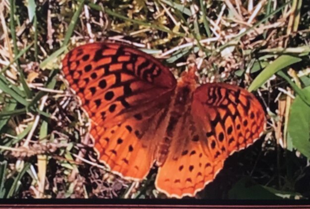 Close-up of butterfly on plant