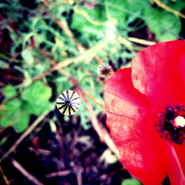 Close-up of butterfly on plant