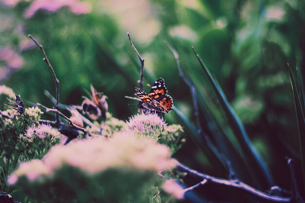 Photo close-up of butterfly on plant