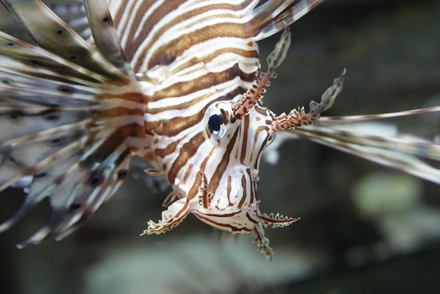 Foto prossimo piano di una farfalla sulla pianta