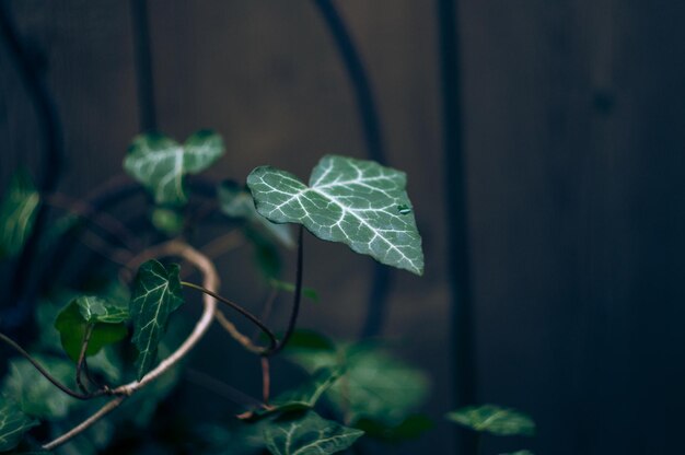 植物上の蝶のクローズアップ