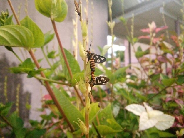 Close-up of butterfly on plant