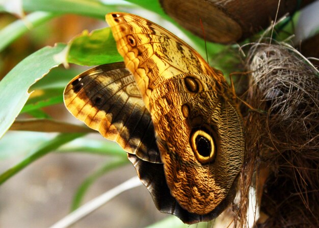 close-up of butterfly on plant