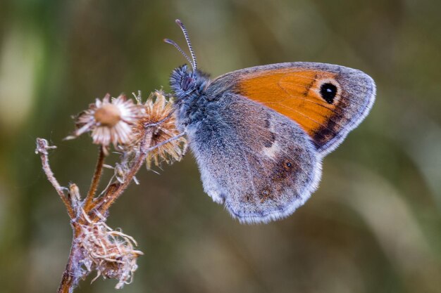 Foto prossimo piano di una farfalla sulla pianta