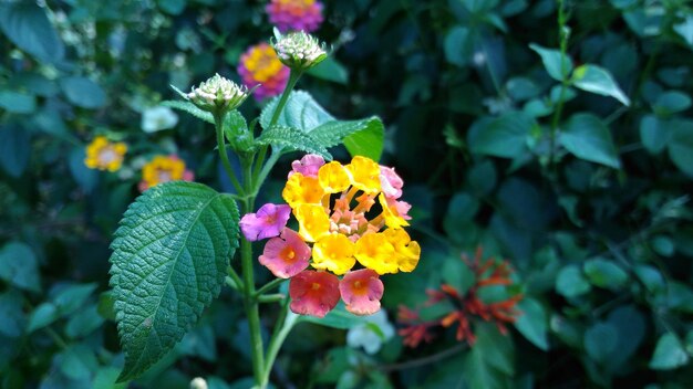 Close-up of butterfly on plant