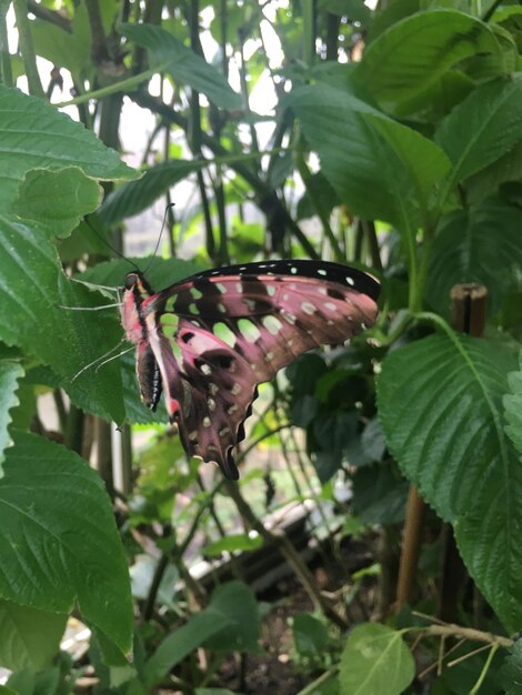 Close-up of butterfly on plant