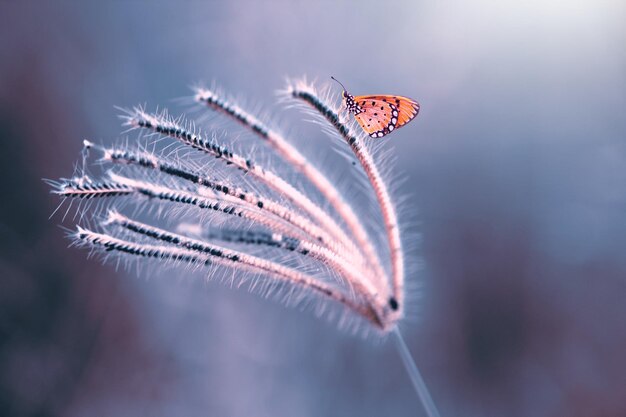 Close-up of butterfly on plants