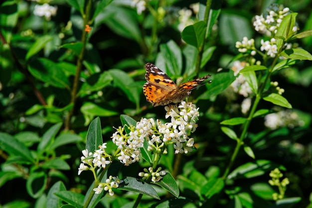 Photo close-up of butterfly pollinating on flower of privet hedge