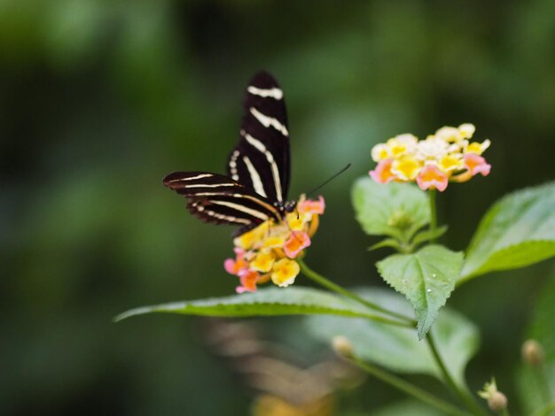 Close-up of butterfly pollinating on flower