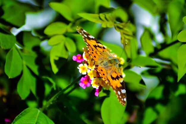 Close-up of butterfly pollinating on flower