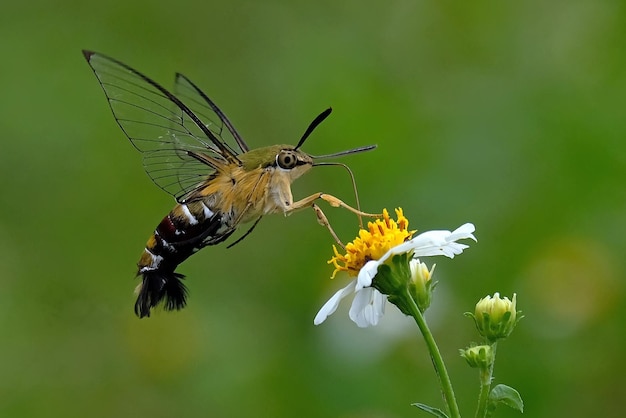 Photo close-up of butterfly pollinating on flower