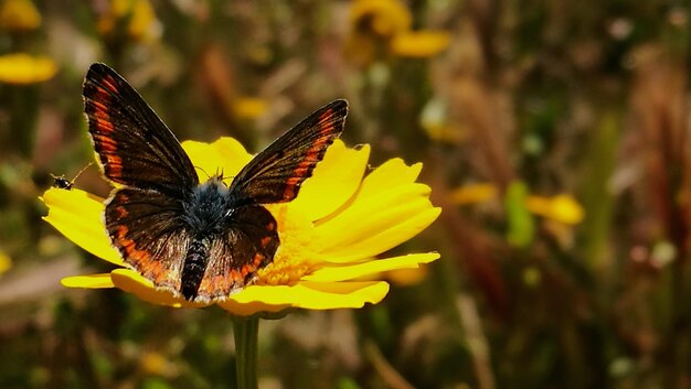 Close-up of butterfly pollinating on flower