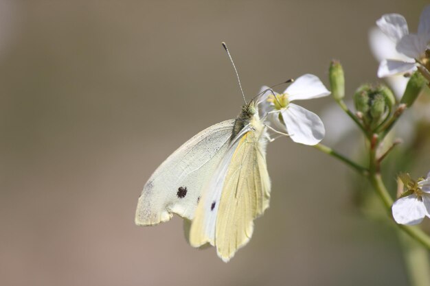 Photo close-up of butterfly pollinating on flower