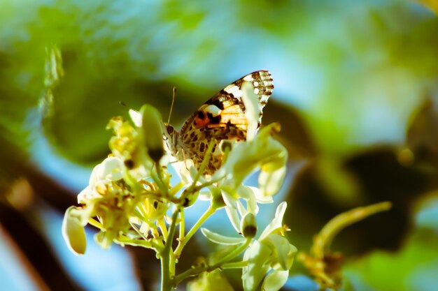 Foto prossimo piano di una farfalla che impollina un fiore