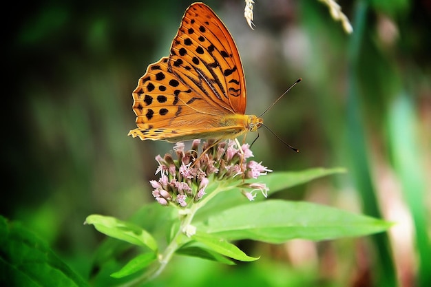 Foto prossimo piano di una farfalla che impollina un fiore