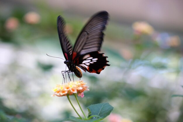 Photo close-up of butterfly pollinating on flower