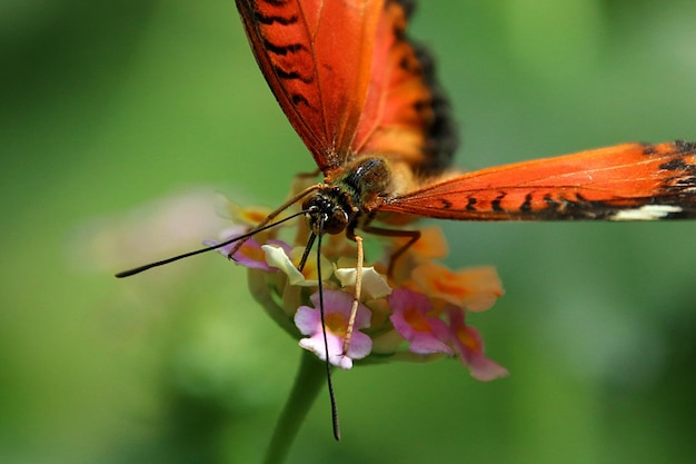 Foto prossimo piano di una farfalla che impollina un fiore