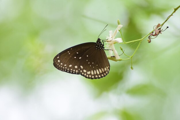 Close-up of butterfly pollinating flower