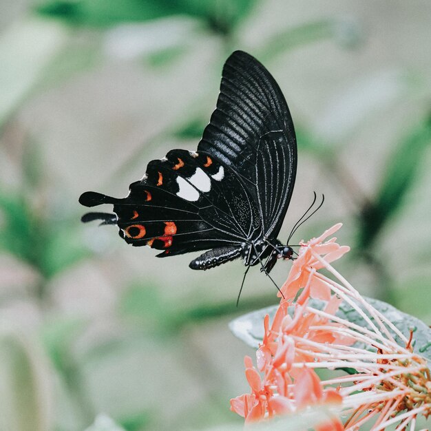 Foto prossimo piano di una farfalla che impollina un fiore