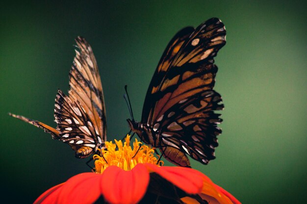 Foto prossimo piano di una farfalla che impollina un fiore