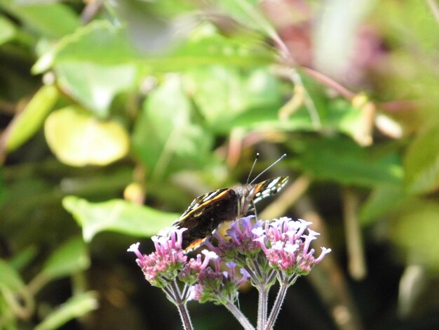 Foto prossimo piano di un fiore impollinato da una farfalla