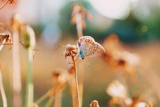 Photo close-up of butterfly pollinating on flower