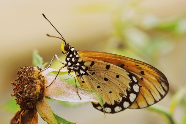 Close-up of butterfly pollinating flower