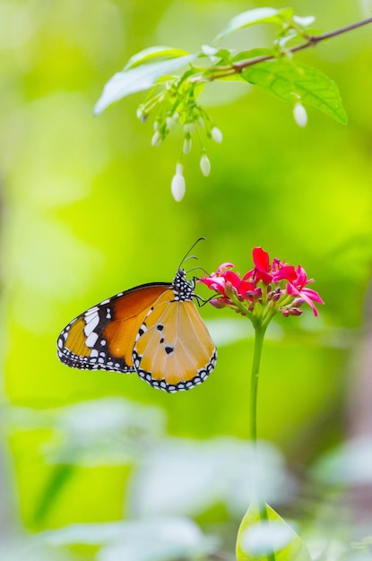 Close-up of butterfly pollinating on flower