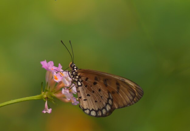 Close-up of butterfly pollinating on flower