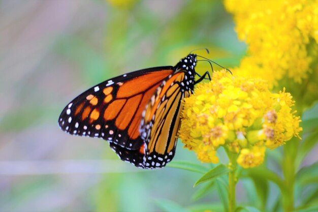 Close-up of butterfly pollinating on flower