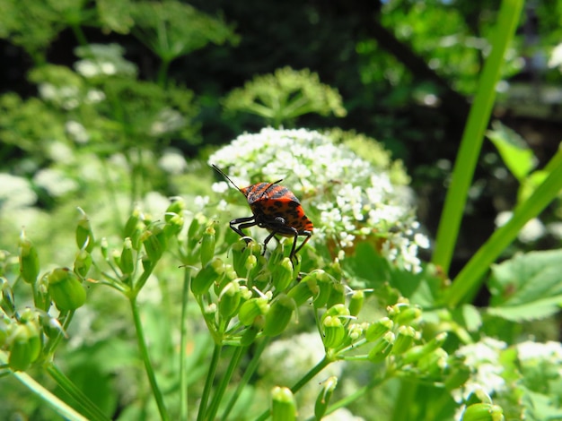 Close-up of butterfly pollinating flower