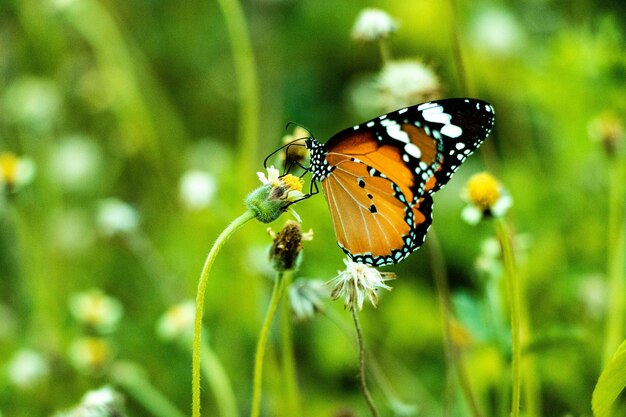 Photo close-up of butterfly pollinating flower