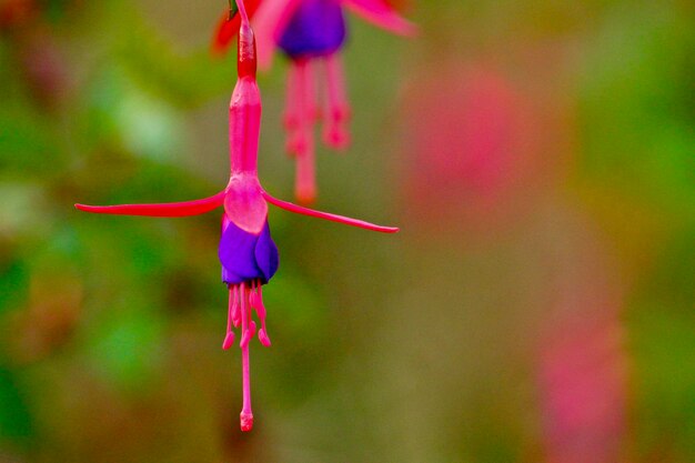 Foto prossimo piano del fiore impollinato dalla farfalla