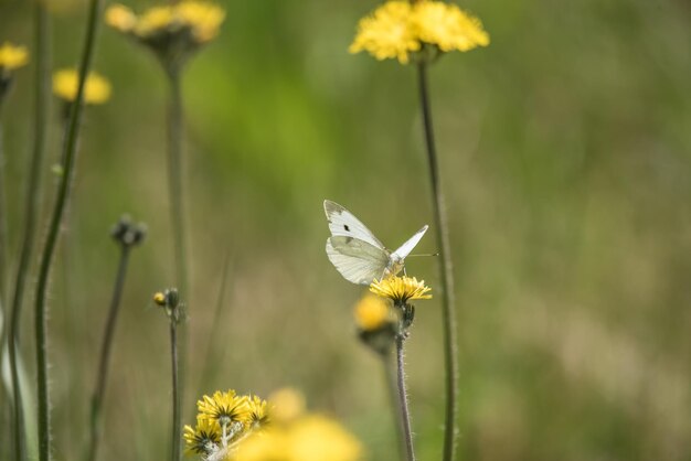 Close-up of butterfly pollinating on flower