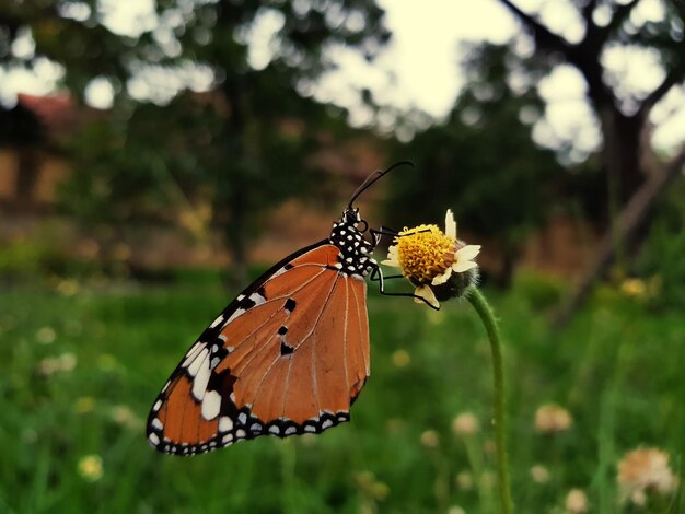 Foto prossimo piano di una farfalla che impollina un fiore