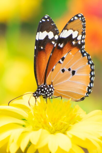 Close-up of butterfly pollinating on flower