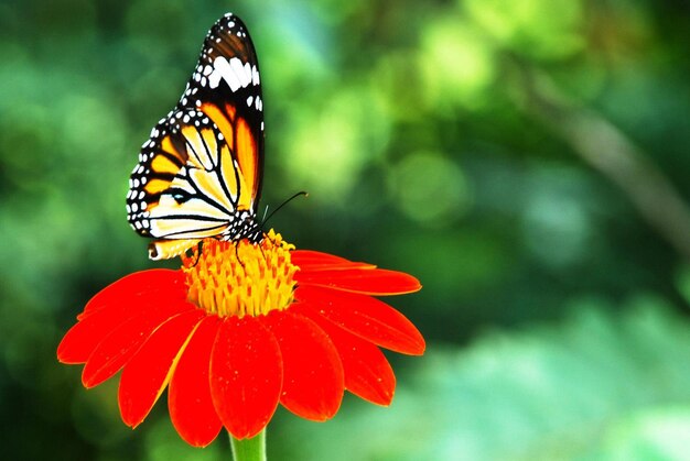 花を授粉する蝶のクローズアップ