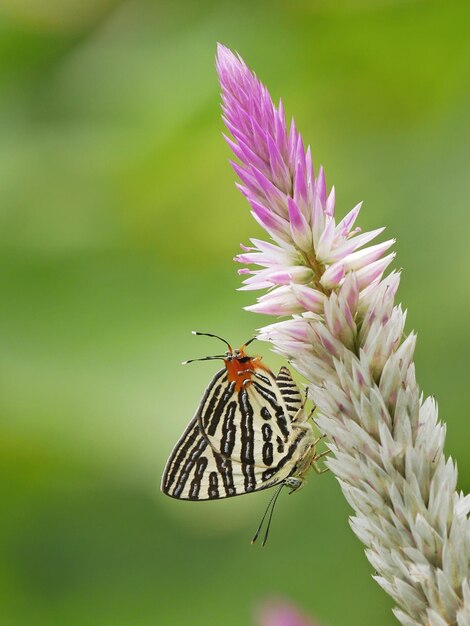 Foto prossimo piano di una farfalla che impollina un fiore