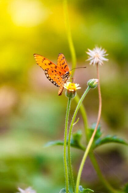 Close-up of butterfly pollinating on flower