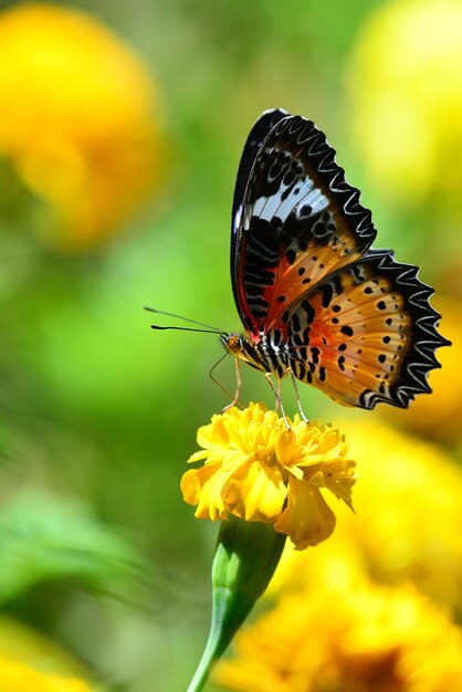 Close-up of butterfly pollinating on flower