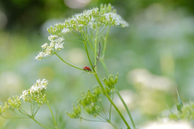 Close-up of butterfly pollinating on flower