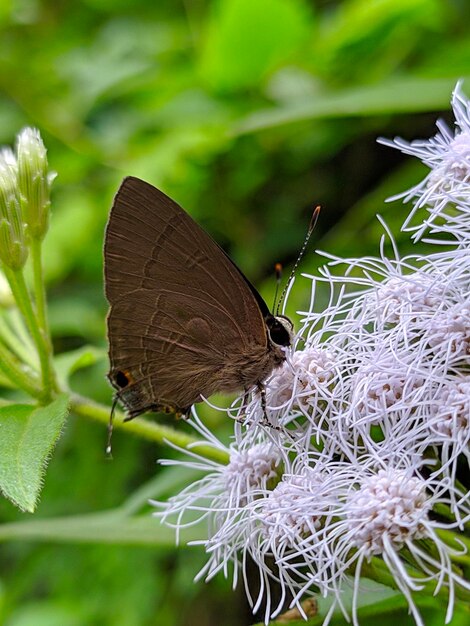 Close-up of butterfly pollinating on flower