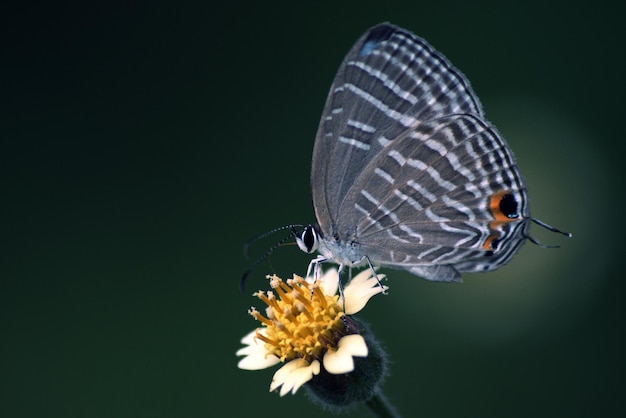 Close-up of butterfly pollinating on flower