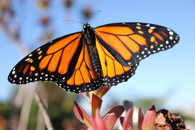 Close-up of butterfly pollinating on flower