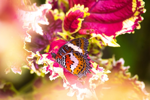 Foto prossimo piano di una farfalla che impollina un fiore